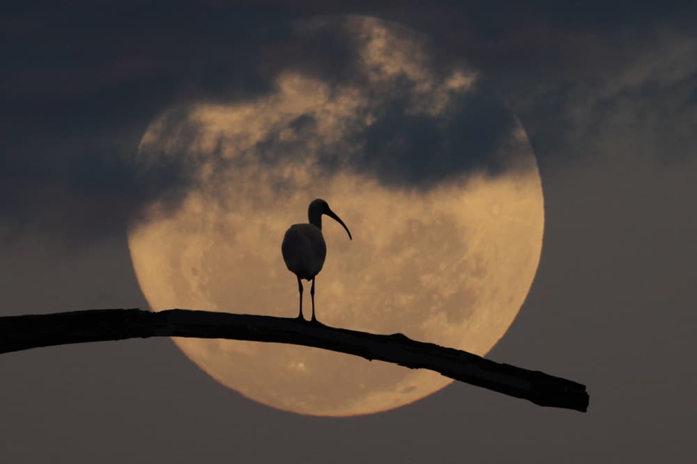 Moonlit Ibis Silhouette by אייל בר אור • Eyal Bar Or — canvas wall art