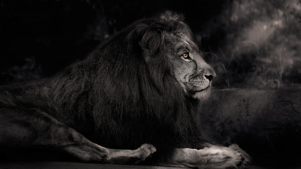 Dark Lion Golden Eyes by Kaisyakuji Yushi — canvas wall art