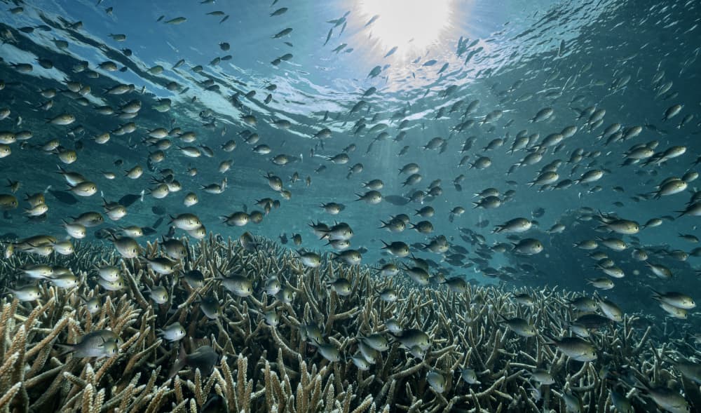The Reef by Serge Melesan — canvas wall art