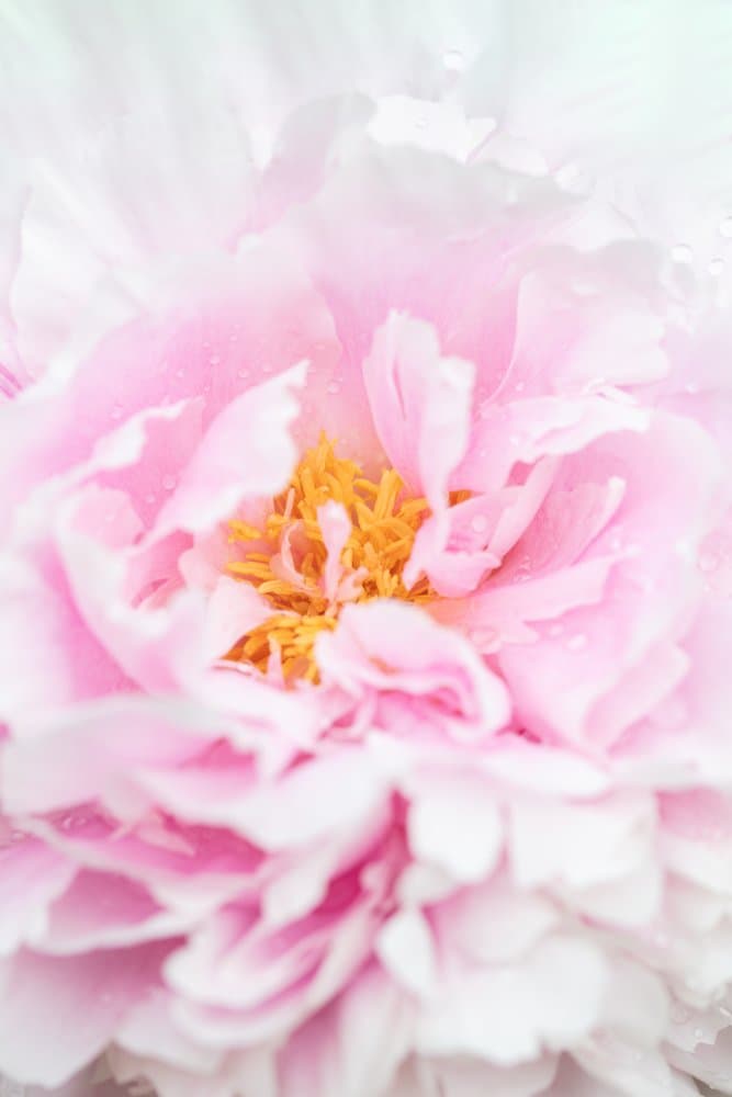 Soft Pink Peony by Pictufy Studio III — canvas wall art