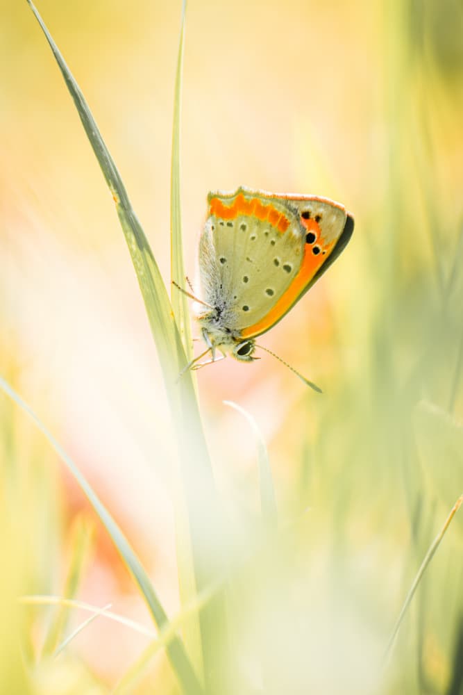 Gentle Meadow Butterfly by 市岡弘光 — canvas wall art