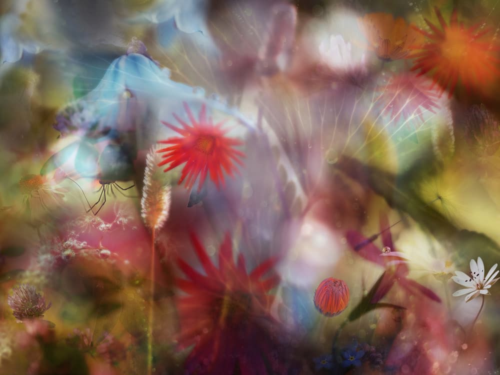 Vibrant Garden Dreams by Heidi Westum — canvas wall art