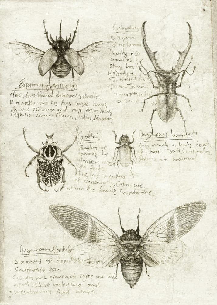 Sketches Of Beetles And Insects by Mike Koubou — canvas wall art