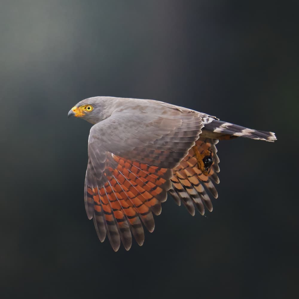 Flying Hawk by Lisandro PEREZ — canvas wall art