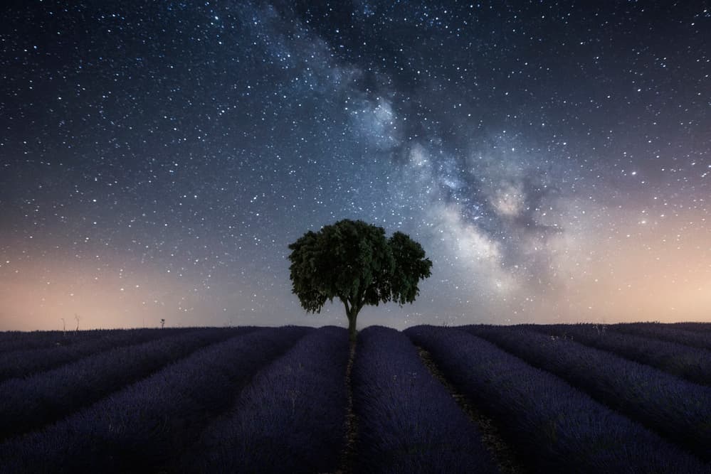 Lavender Under Milky Way by Jorge Ruiz Dueso — canvas wall art