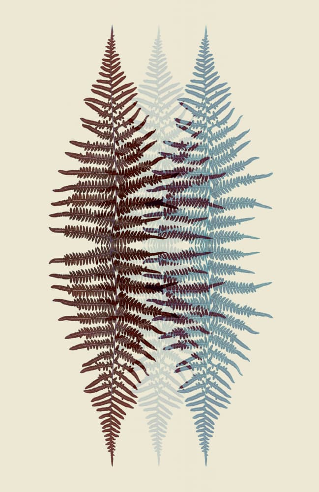 Muted Layered Ferns by Alyson Fennell — canvas wall art