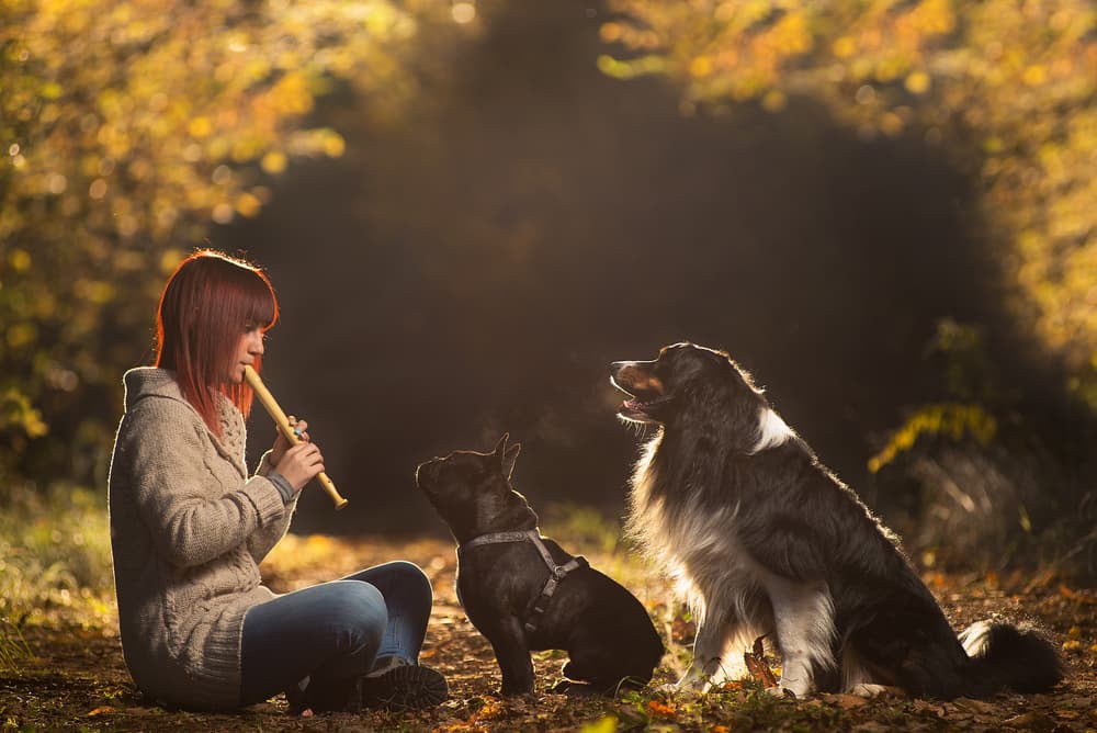 Autumn Flute Melody by Stefano Campo — canvas wall art