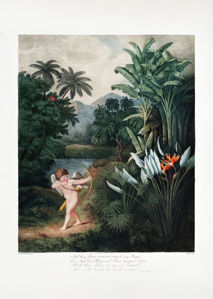 Cupid Inspiring Plants with Love from The Temple of Flora (1807) by Robert John Thornton — canvas wall art