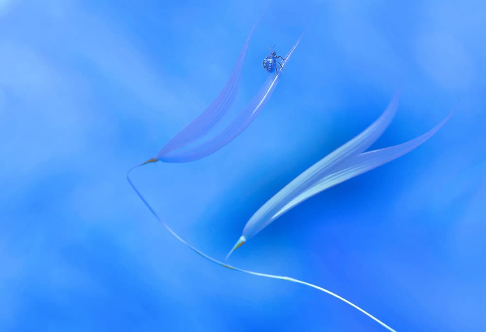 Ethereal Blue Spider by Thierry Dufour — canvas wall art