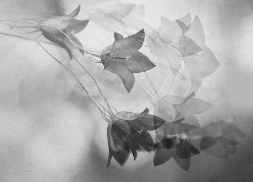 Ethereal Bellflower Dream by Ylva Sjögren — canvas wall art