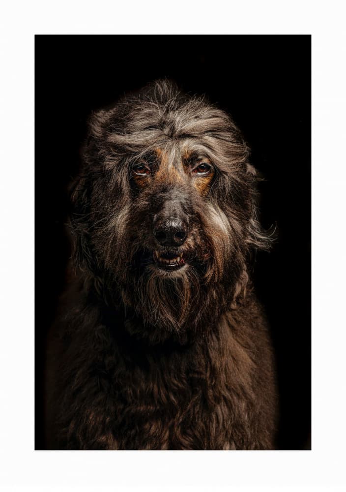 Mysterious Shaggy Dog by Ole Walter Sundlo — canvas wall art