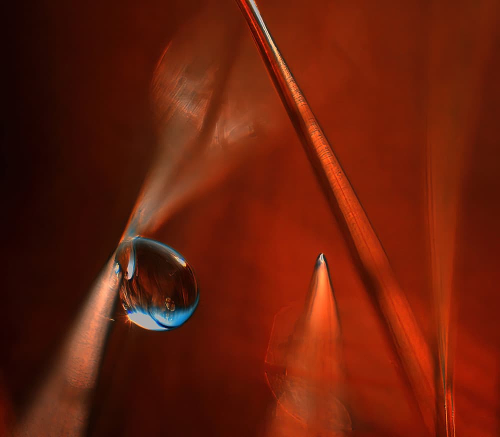Vibrant Dewdrop Glow by Ylva Sjögren — canvas wall art