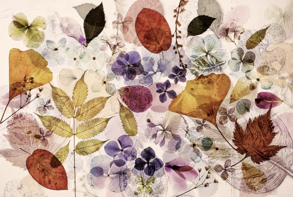Pressed Autumn Flora by Ellen van Deelen — canvas wall art