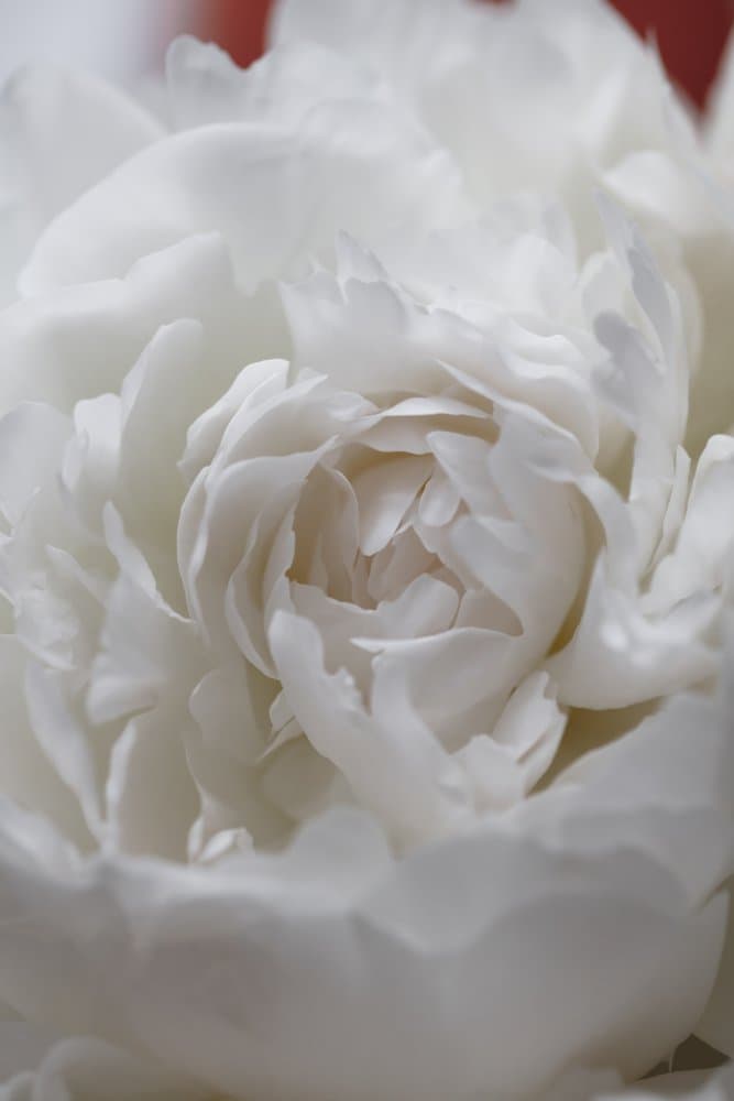 Soft White Peony by Pictufy Studio III — canvas wall art