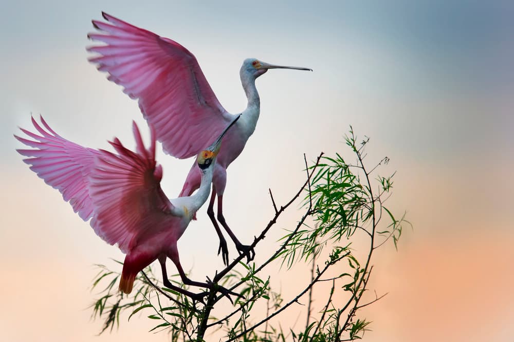 Graceful Pink Spoonbills by Phillip Chang — canvas wall art