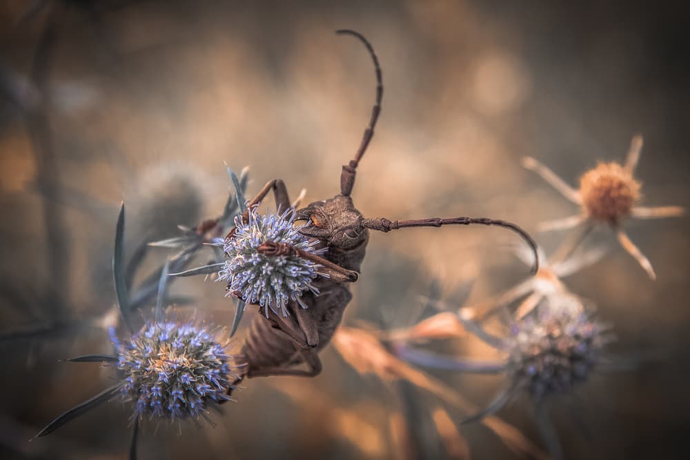 Longhorn Beetle on Thistle by Florentin Vinogradof — canvas wall art