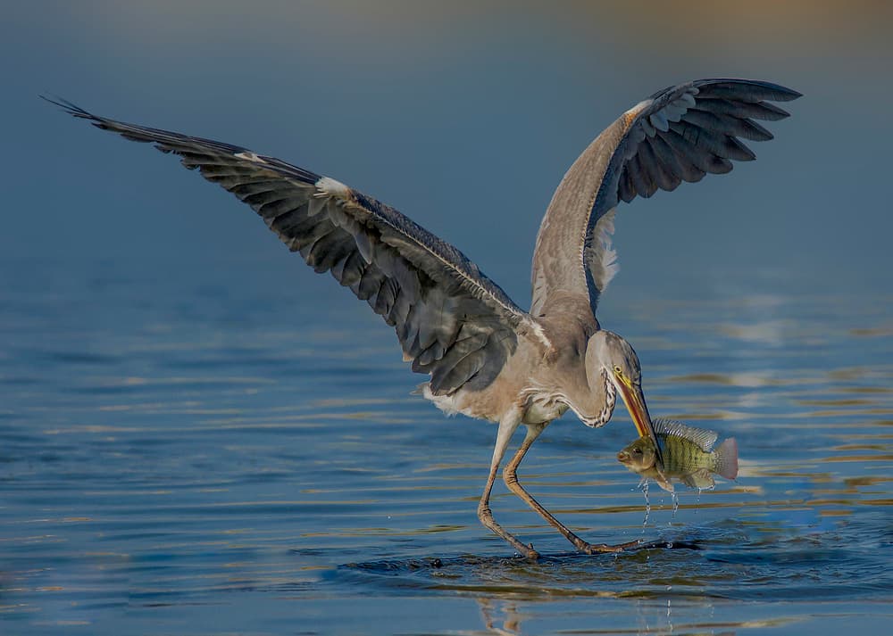 Heron Catches Fish by Mallal Moshe — canvas wall art