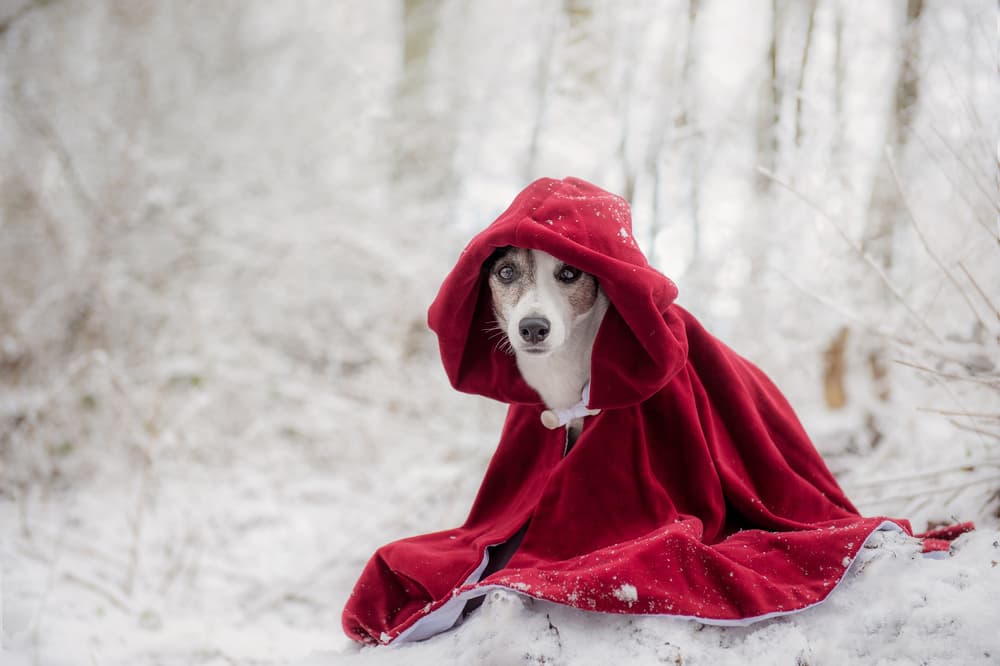 Red Hooded Dog by Heike Willers — canvas wall art