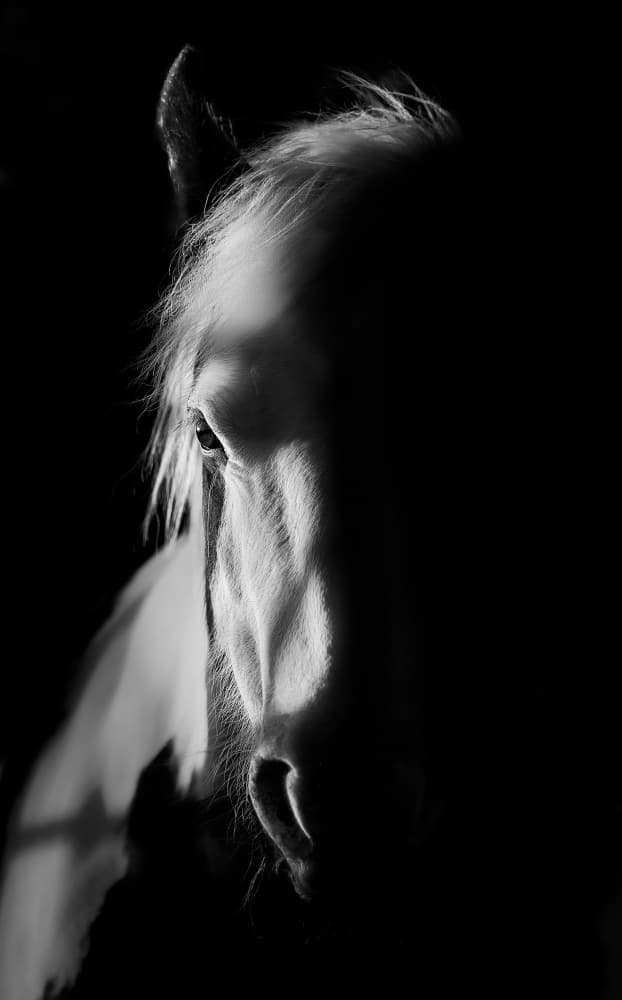 Dark Horse Profile by Francis Wilson — canvas wall art