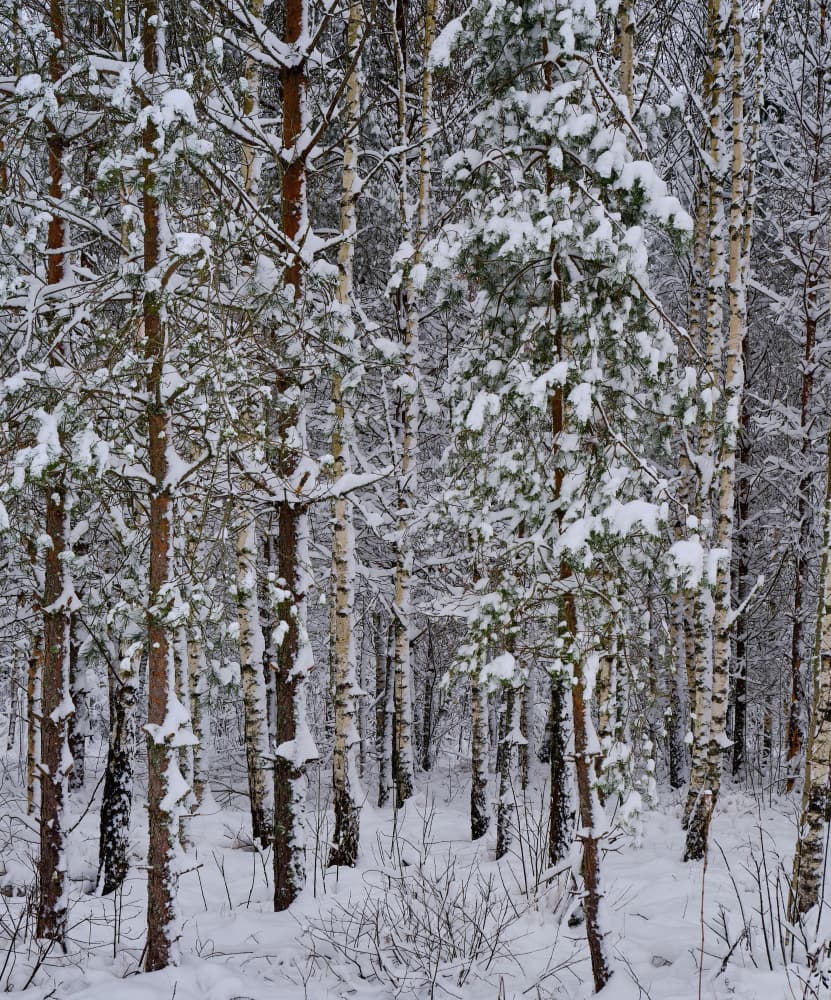 Snowy Winter Forest by Geertjan Plooijer — canvas wall art