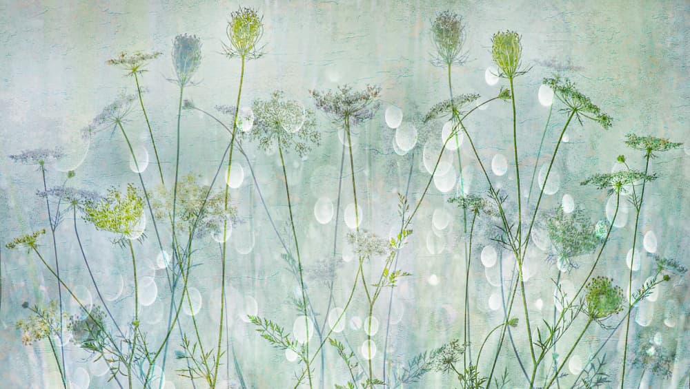 Ethereal Meadow Flowers by Hilda van der Lee — canvas wall art