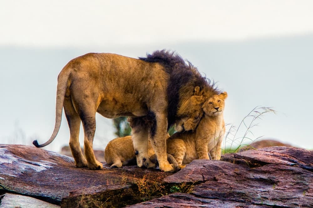 Tender Lion Family by Mohammed Alnaser — canvas wall art
