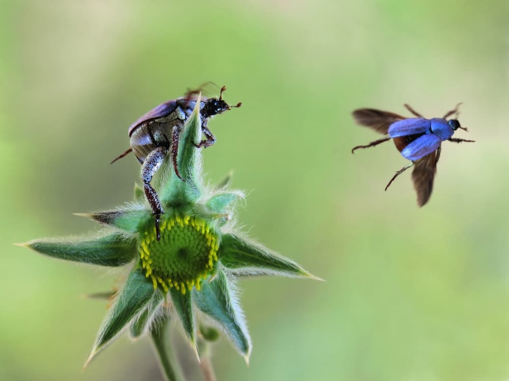 Blue Beetle Flight by Jimmy Hoffman — canvas wall art