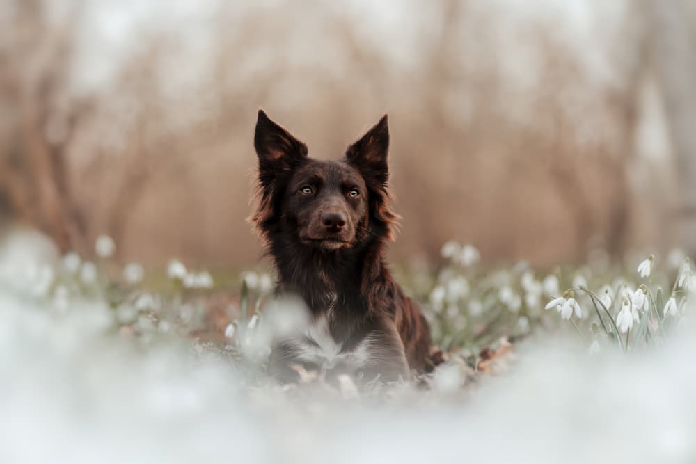 Dog in Snowdrops by Ve Shandor — canvas wall art