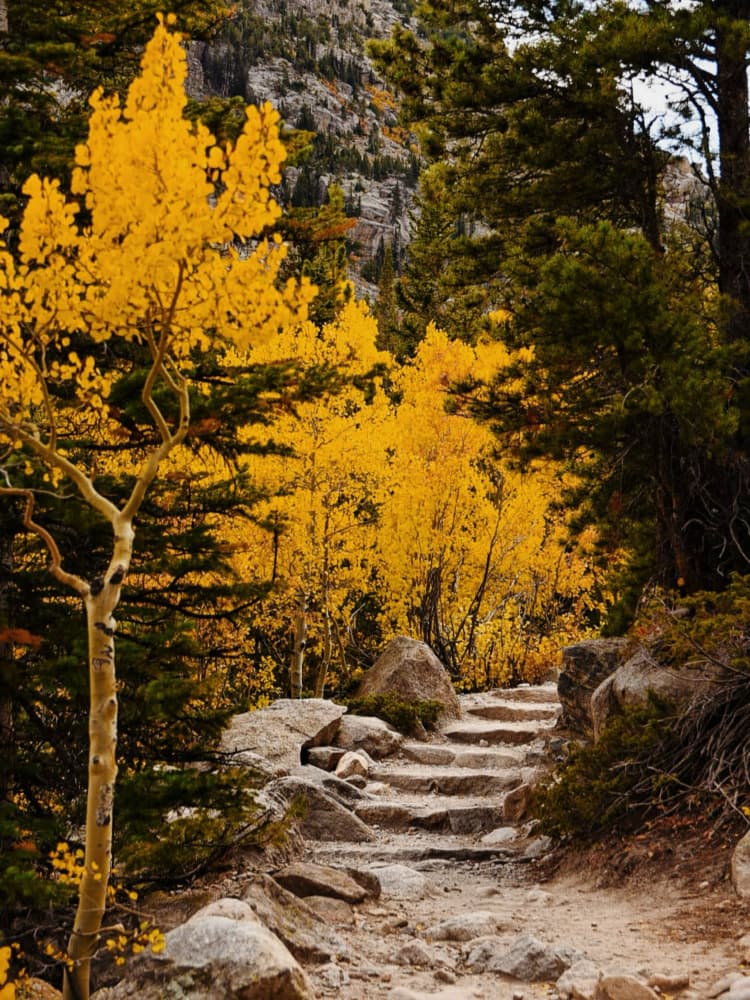Golden Autumn Trail by Del Mundo Imagery — canvas wall art