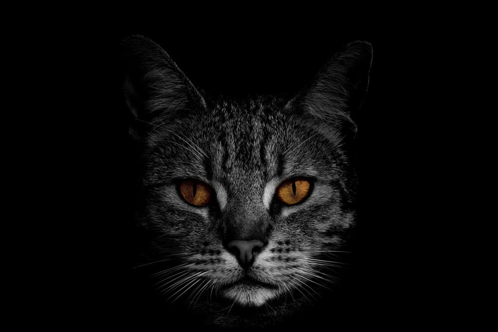 Intense Feline Eyes by Peter Schade — canvas wall art