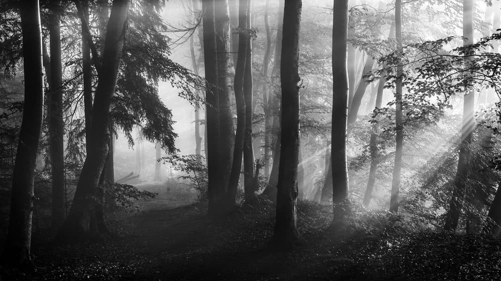 Sunlit Misty Forest by Nina Pauli — canvas wall art