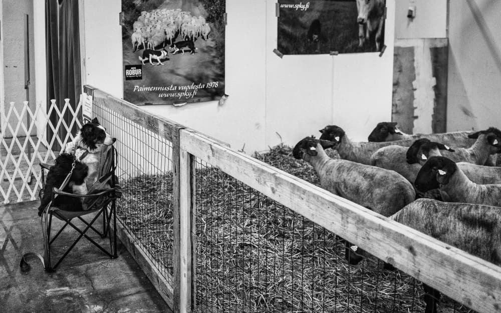 Dog Watching Sheep by Carlos_Grury_Santos — canvas wall art