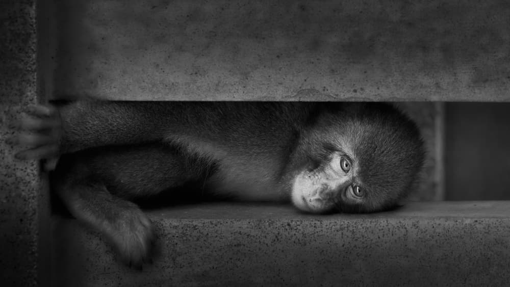 Pensive Monkey Gaze by Kaisyakuji Yushi — canvas wall art