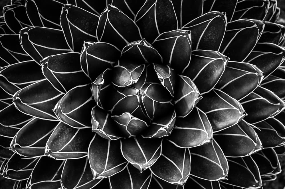 Geometric Succulent Pattern by Monica Valentina Patrascoiu — canvas wall art