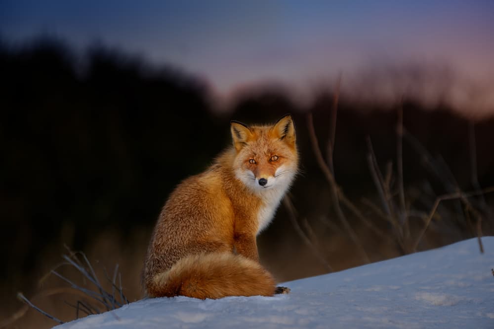 Red Fox In Snow by Siyu_Wei APA — canvas wall art