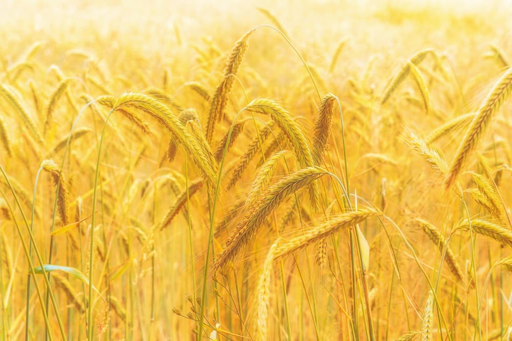 Golden Wheat Field by Michael — canvas wall art