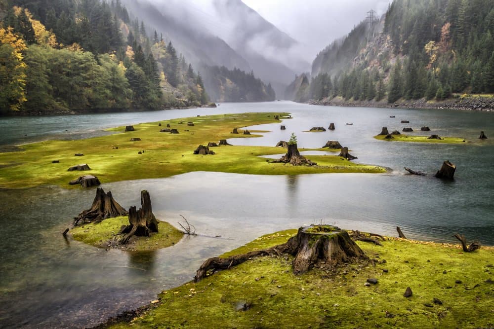 Misty Valley Tree Stumps by Karen Celella — canvas wall art