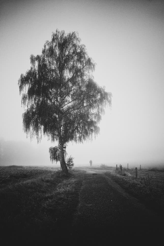 Lone Tree Misty Path by Robert Kuavi — canvas wall art