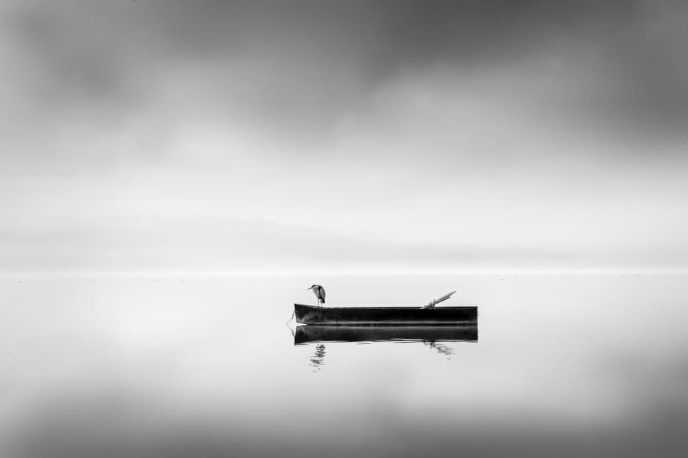 Solitary Bird Misty Scene by George Digalakis — canvas wall art