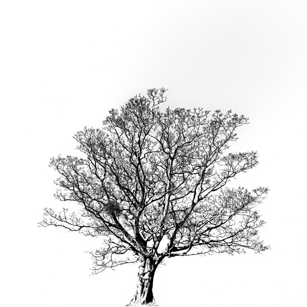 Bare Winter Tree by Yuusuke Hisamitsu — canvas wall art