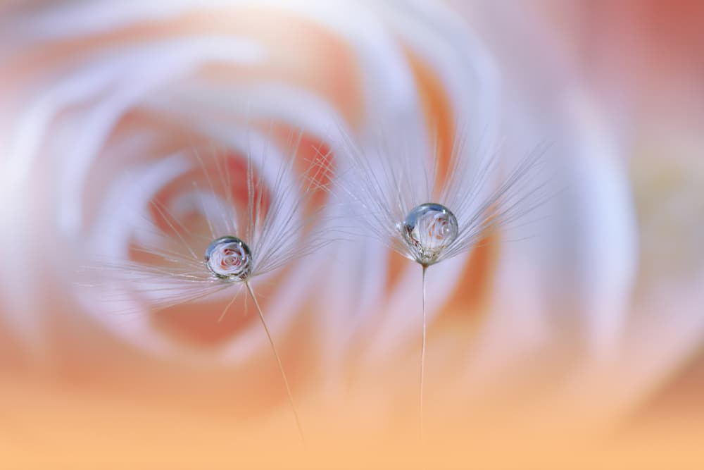 Dreamy Dandelion Drops by Juliana Nan — canvas wall art