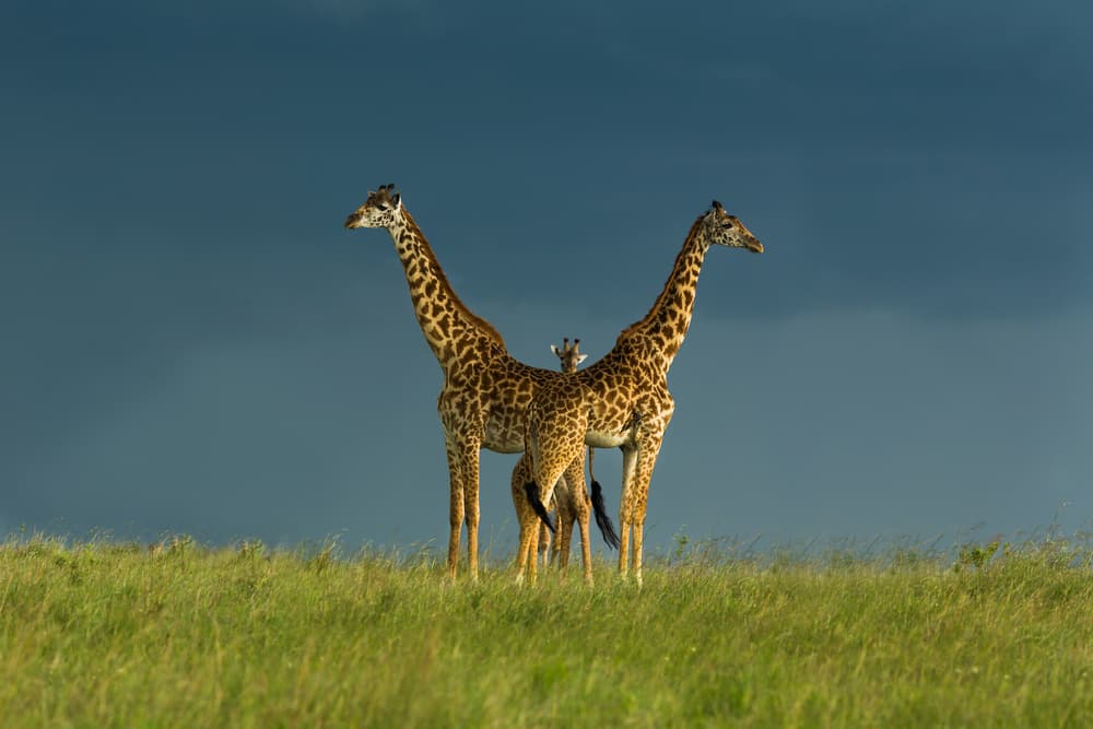 Giraffe Family Against Dark Sky by Massimo Mei — canvas wall art
