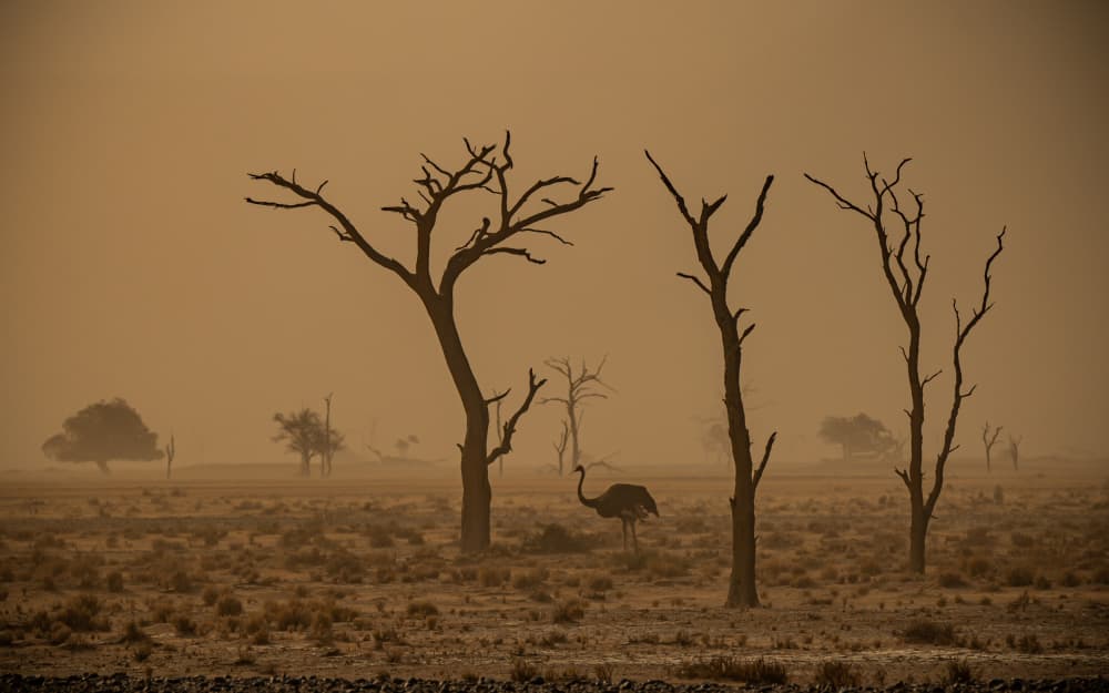 Dusty Desert Ostrich by Isam Telhami — canvas wall art