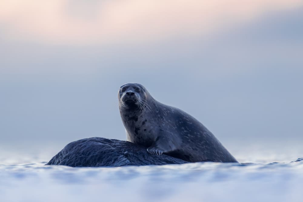 Harbor Seal Resting by Magnus Renmyr — canvas wall art