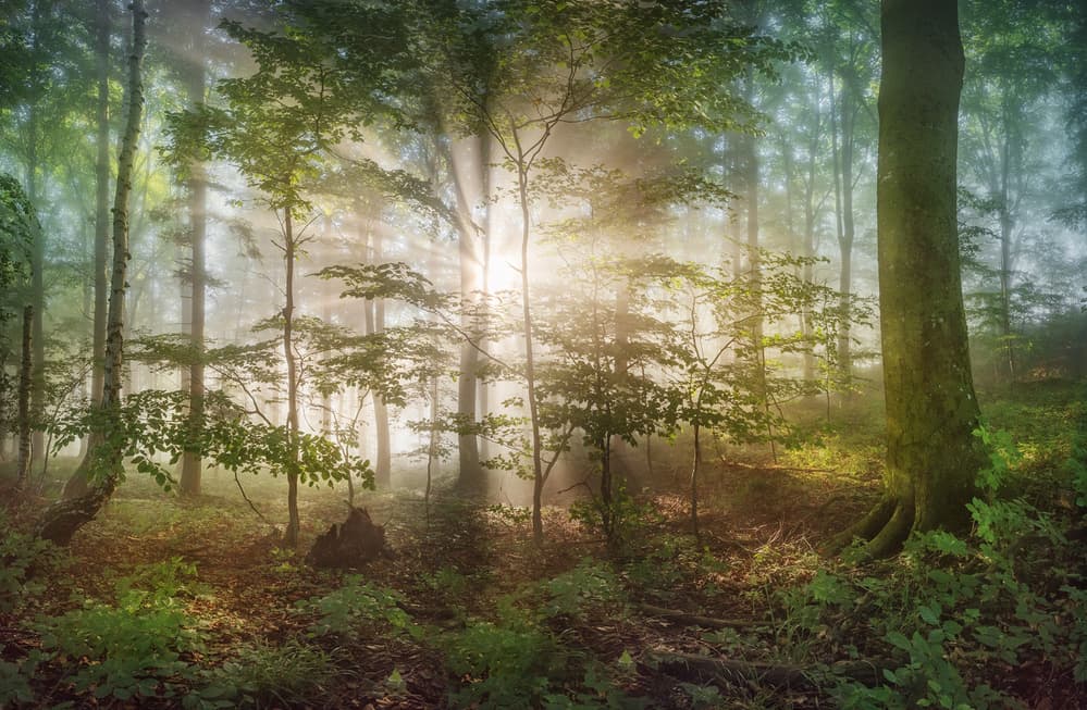 Magical Misty Forest by Burger Jochen — canvas wall art