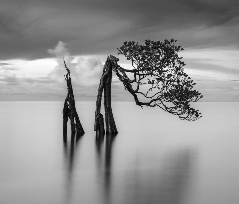 Serene Mangrove Tree by Robert Bolton — canvas wall art