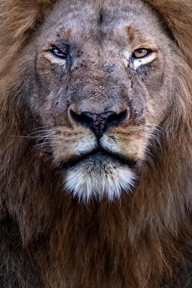 Powerful Lion Gaze by Xavier Ortega — canvas wall art
