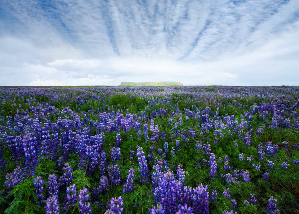 Purple Lupine Field by John Fan — canvas wall art