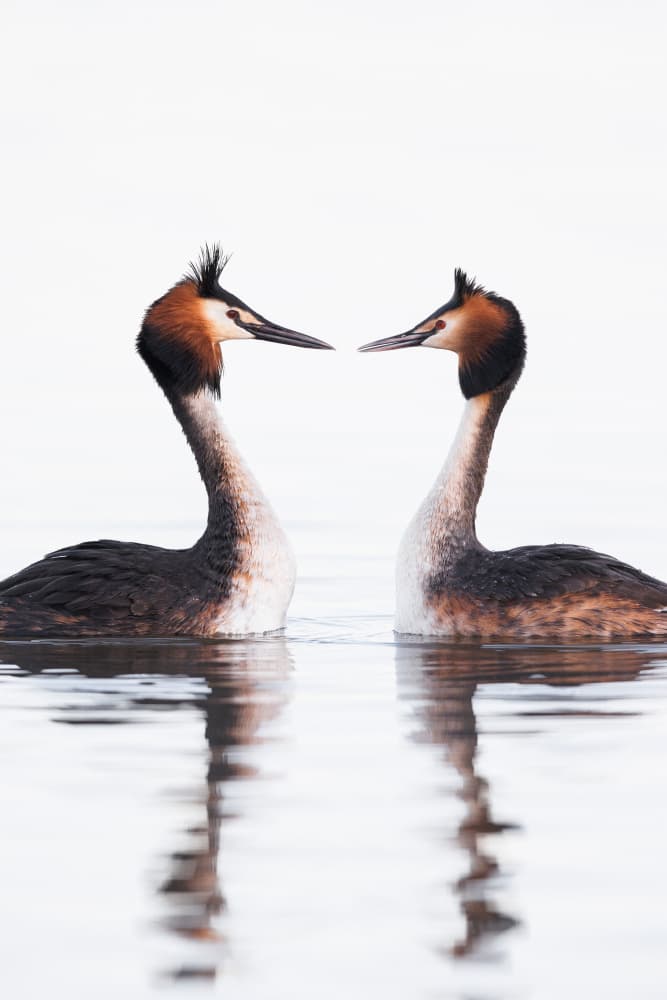 Loving Grebe Pair by Magnus Renmyr — canvas wall art