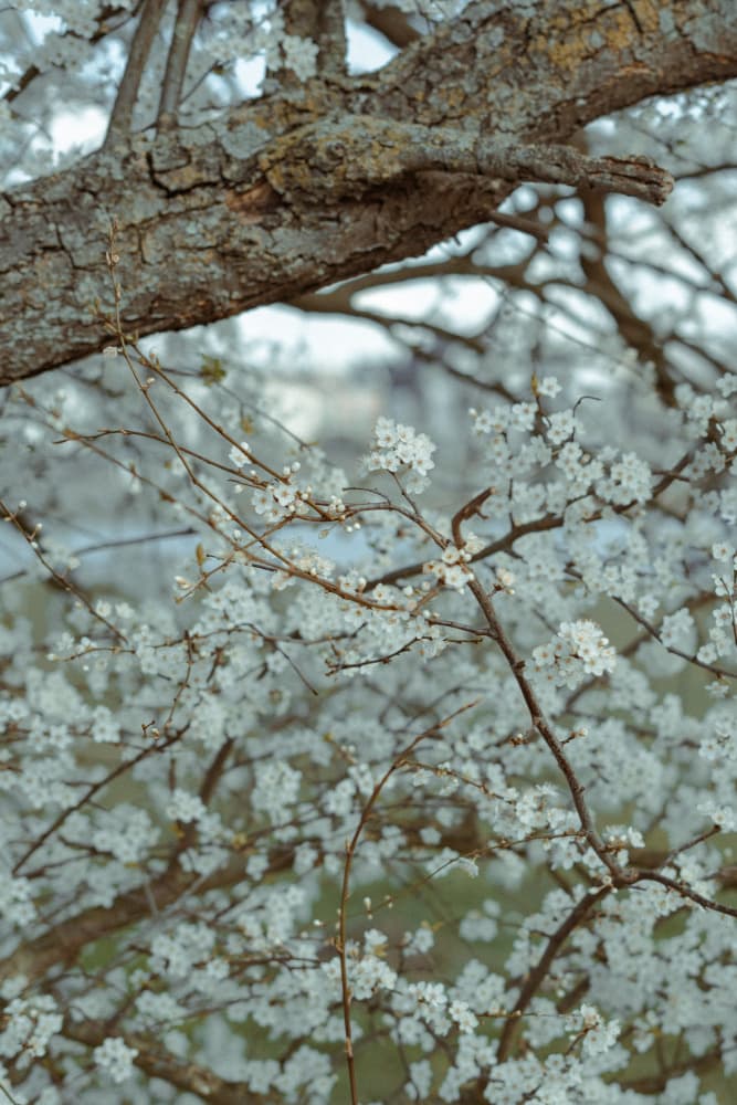 Delicate Spring Blossoms by Aimee Giles — canvas wall art